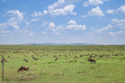Great Migration in Masai Mara National Park