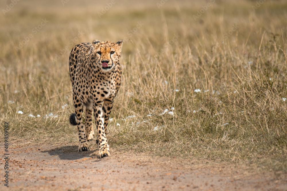 Naklejka premium Cheetah