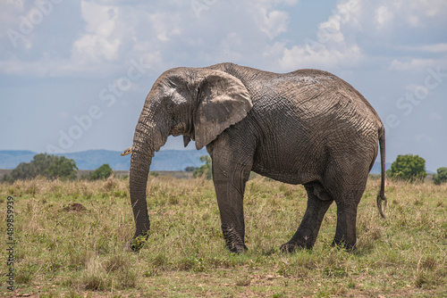 A herd of wild elephants walk through the savanna of Masai Mara National Park in Kenya  East Africa