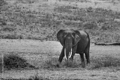 Elephant in the Mara