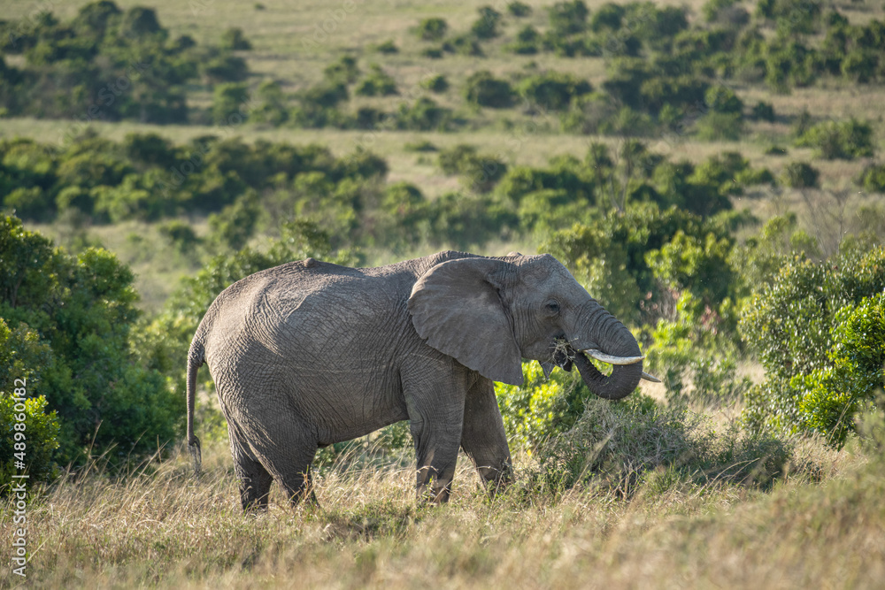 Fototapeta premium A herd of wild elephants walk through the savanna of Masai Mara National Park in Kenya, East Africa
