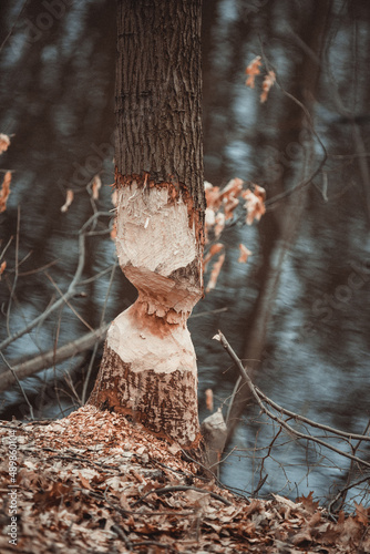 A tree bitten by a beaver photo