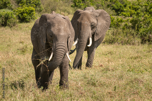 A herd of wild elephants walk through the savanna of Masai Mara National Park in Kenya, East Africa