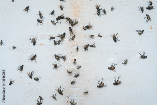 Photo of Many dead Flies On White Sticky paper,White Fly Glue Trap. © Pakorn