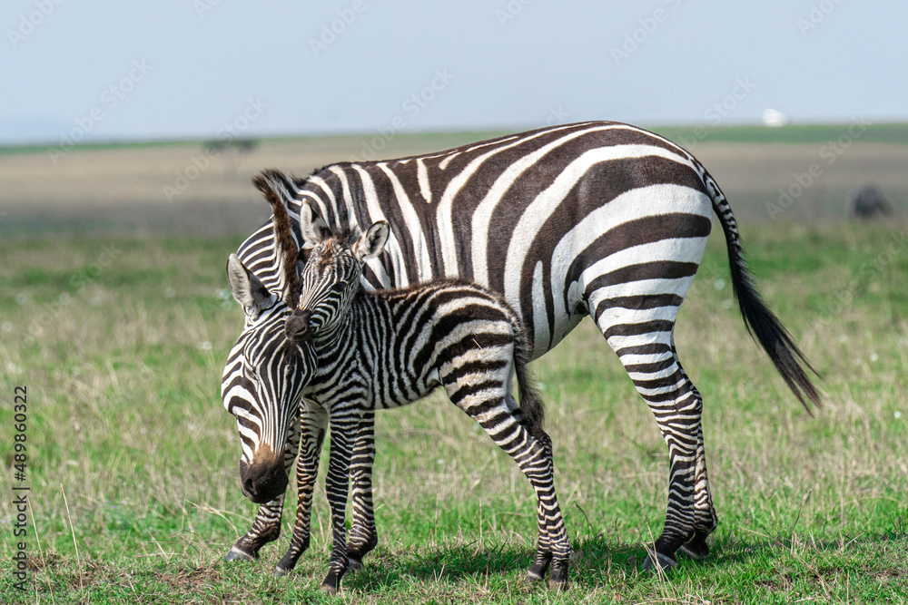 Fototapeta premium Zebras in Masai Mara, Kenya, Africa