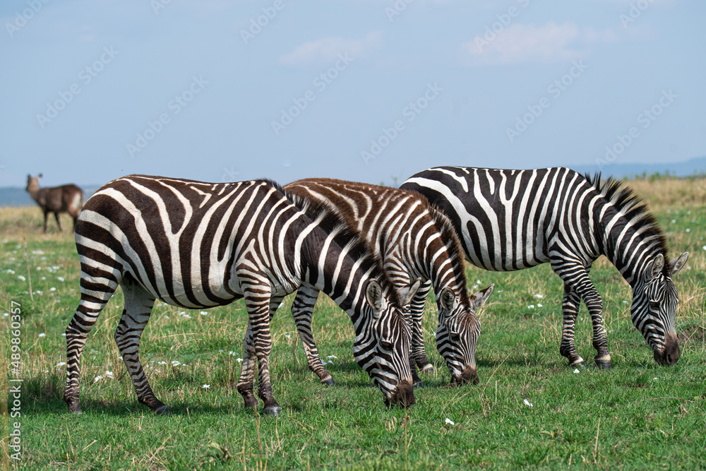 Zebras in Masai Mara, Kenya, Africa Zebras in Masai Mara, Kenya, Africa