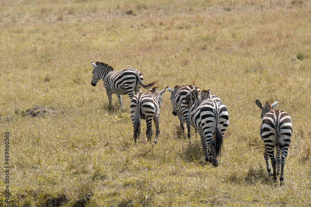 Naklejka premium Zebras in Masai Mara, Kenya, Africa