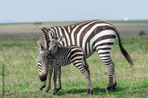 Zebras in Masai Mara  Kenya  Africa