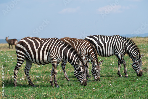 Zebras in Masai Mara  Kenya  Africa
