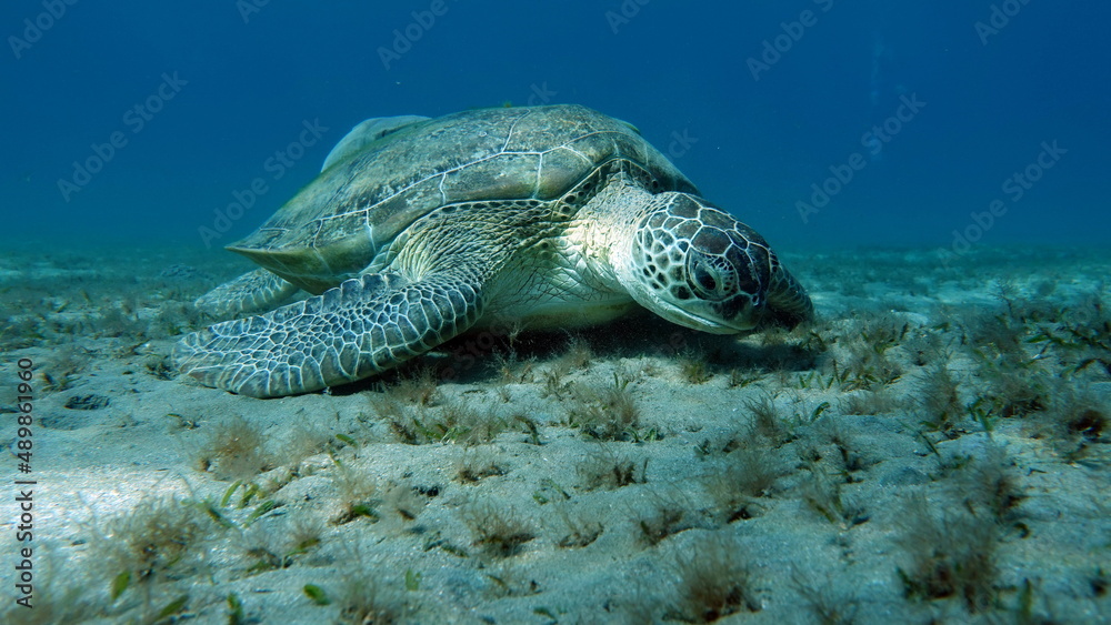 Fototapeta premium Big Green turtle on the reefs of the Red Sea.