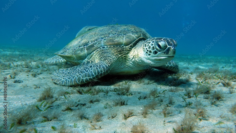 Obraz premium Big Green turtle on the reefs of the Red Sea.