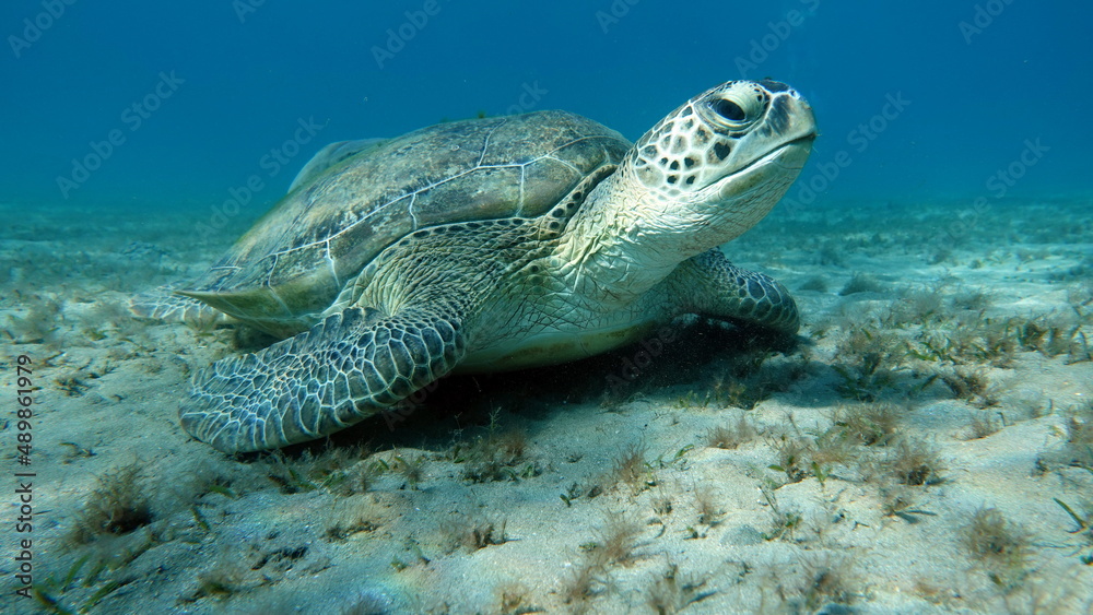 Obraz premium Big Green turtle on the reefs of the Red Sea.