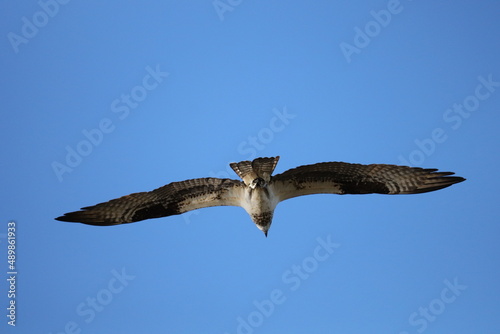 Osprey conservation success story  photo