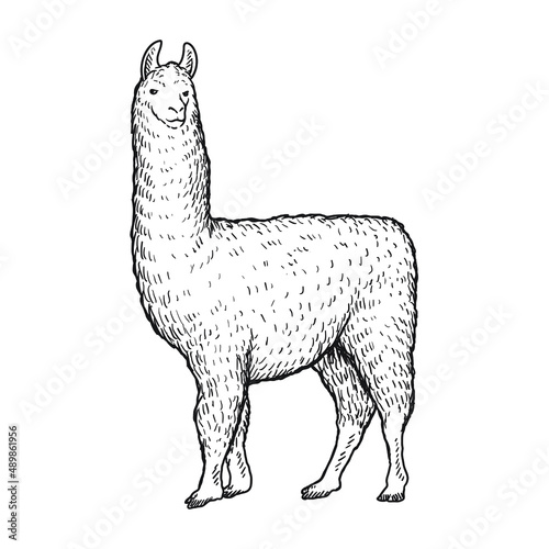 alpaca or ilama llama drawing