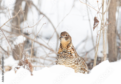 Ruffed grouse female walking around in the winter snow in Ottawa, Canada