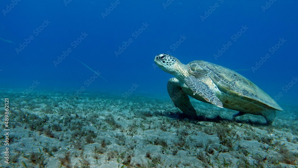 Obraz premium Big Green turtle on the reefs of the Red Sea.