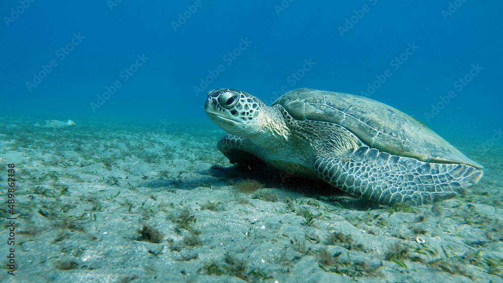 Fototapeta premium Big Green turtle on the reefs of the Red Sea.