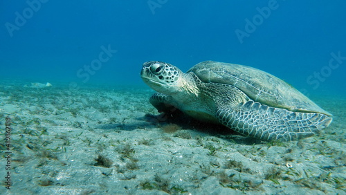 Big Green turtle on the reefs of the Red Sea. © Vitalii6447