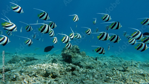 Butterfly fish. Schooling kabouba - Scholing bannerfish - Heniochus diphreutes (family Chaetodontidae) - grows up to 18 cm. Representatives of this genus of the bristle-toothed family have an elongate photo