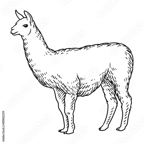 alpaca or ilama llama drawing