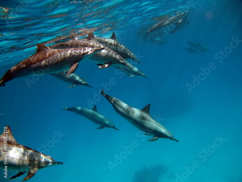 Dolphins. Spinner dolphin. Stenella longirostris is a small dolphin that lives in tropical coastal waters around the world.  © Vitalii6447