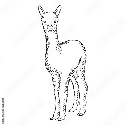 alpaca or ilama llama drawing