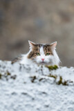 25 February 2022. Cullen, Moray, Scotland. This is a domesticated cat sitting on a walll and watching its territory.