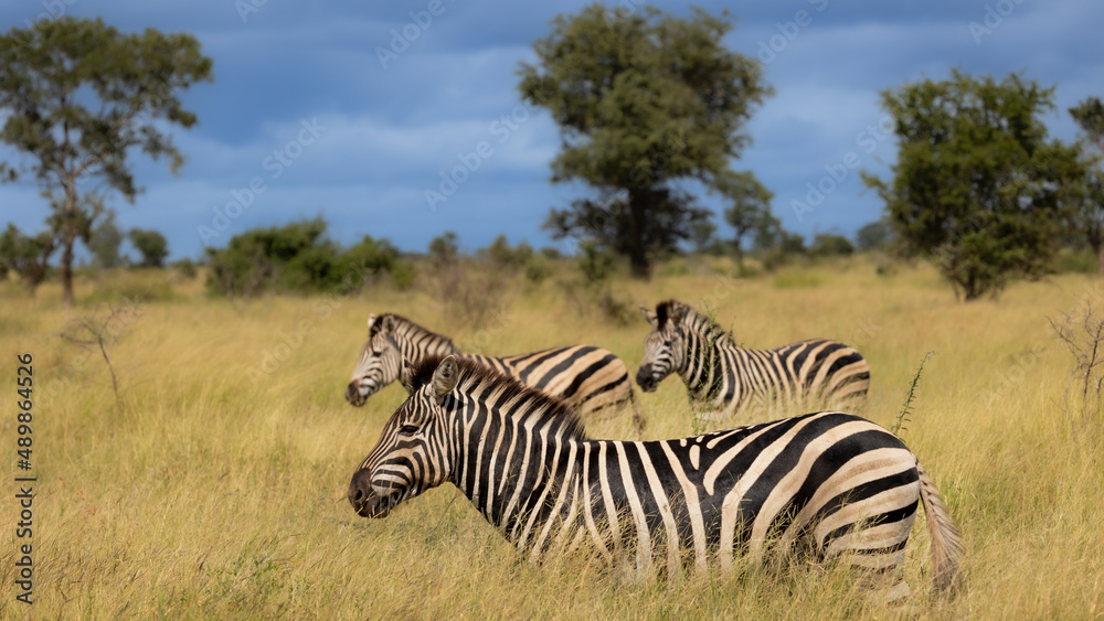Fototapeta premium zebra on the move in Africa
