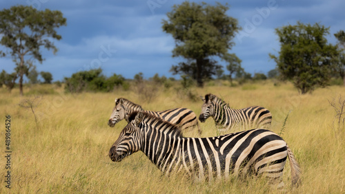 zebra on the move in Africa