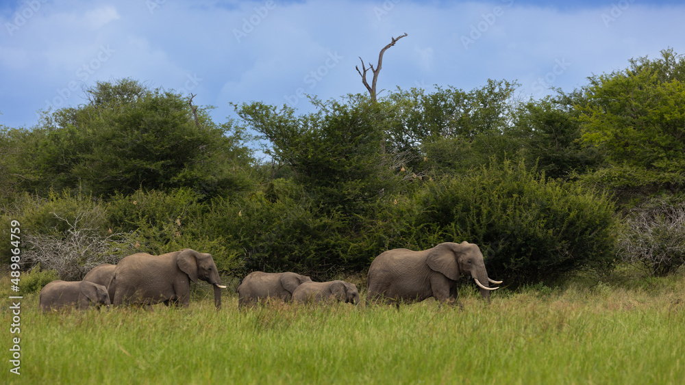 Naklejka premium A breeding herd of African elephants at a waterhole