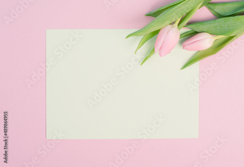 Pink tulips greeting card for birthday, easter holiday, womens day, mothers day, floral background with copy space for text, spring season © Berit Kessler