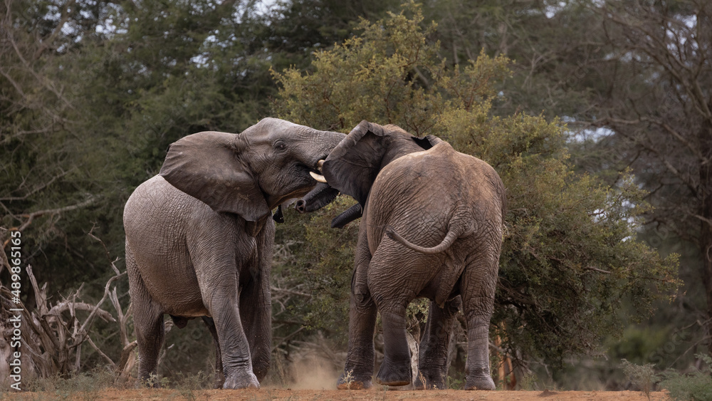 Fototapeta premium Display of Power- African elephants