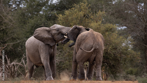 Display of Power- African elephants