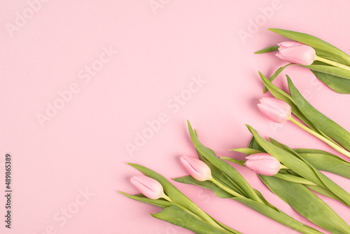 Fototapeta Naklejka Na Ścianę i Meble -  Pink tulips greeting card for birthday, easter holiday, womens day, mothers day, floral background with copy space for text, spring season
