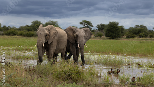 African Elephants in a waterhole