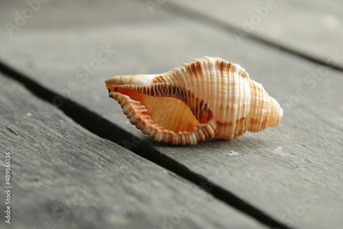 Seashell lies on a vintage table. Travel by sea idea.