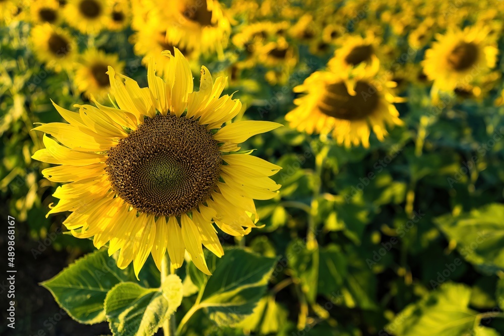 Beautiful sunflower flower blooming in sunflowers field.Thailand. Beautiful sunflower flower blooming in sunflowers field.Thailand.
