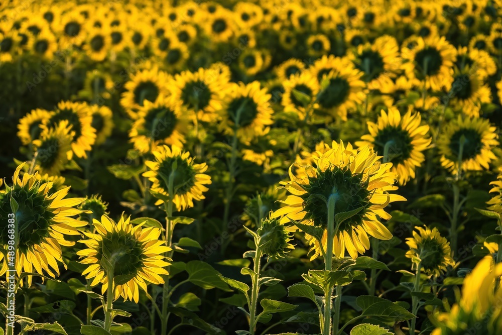 Beautiful sunflower flower blooming in sunflowers field.Thailand. Beautiful sunflower flower blooming in sunflowers field.Thailand.