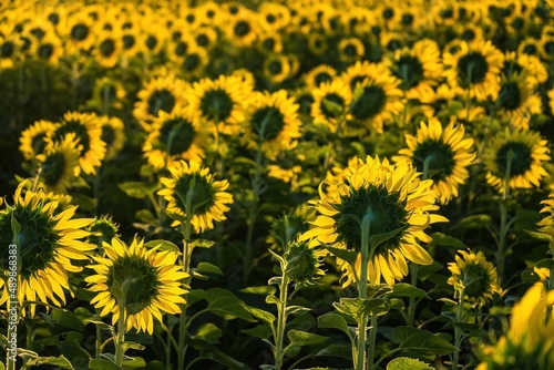 Beautiful sunflower flower blooming in sunflowers field.Thailand.