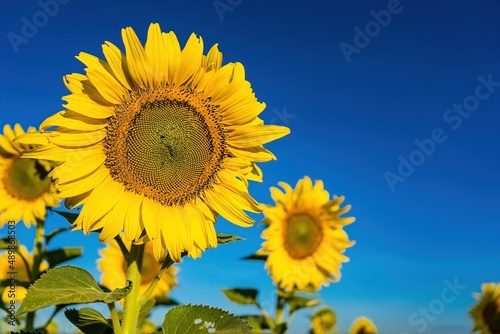 Fototapeta Naklejka Na Ścianę i Meble -  Beautiful sunflower flower blooming in sunflowers field.Thailand.