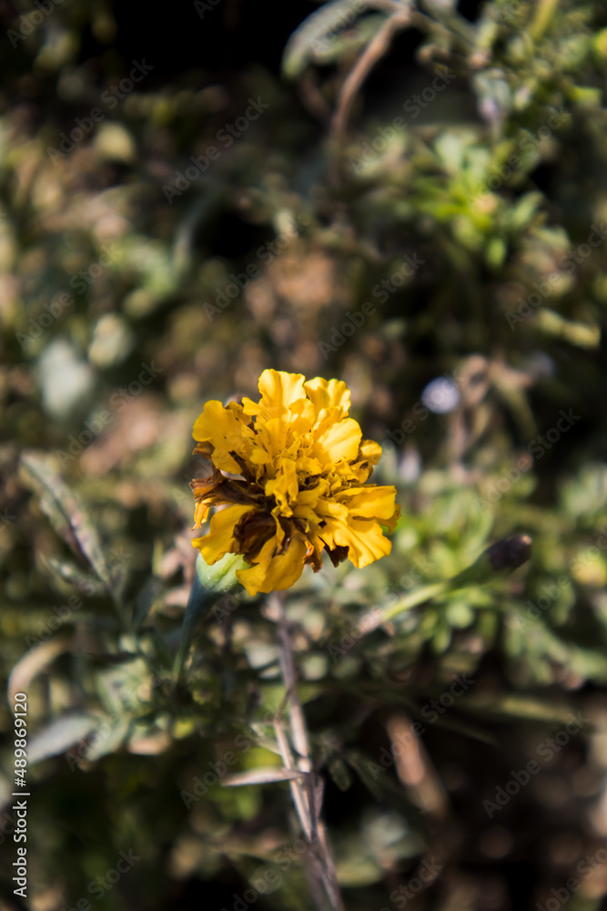 A marigold early bud in a plant.(6/7) A marigold early bud in a plant.(6/7)