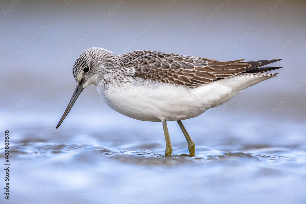 Obraz premium Common greenshank walking in shallow coastal water of Waddensea.