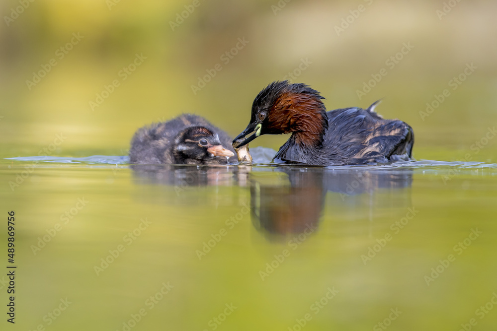 Little Grebe catching fish in pond for chicks Little Grebe catching fish in pond for chicks