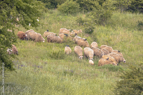 Herd of Sheep grazing in Hills