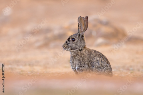Wild European Rabbit sitting and looking
