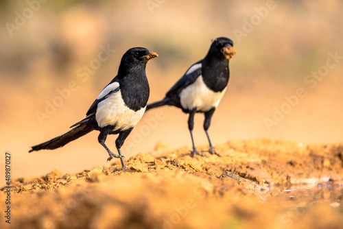 Two Eurasian Magpie perched in sand © creativenature.nl
