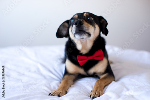 Portrait of black mongrel in a red bow tie is lying on a white bed. A black pinscher dog is lying in the bedding. Sweet dog in white interior. Sweet small dog in a white bed. 