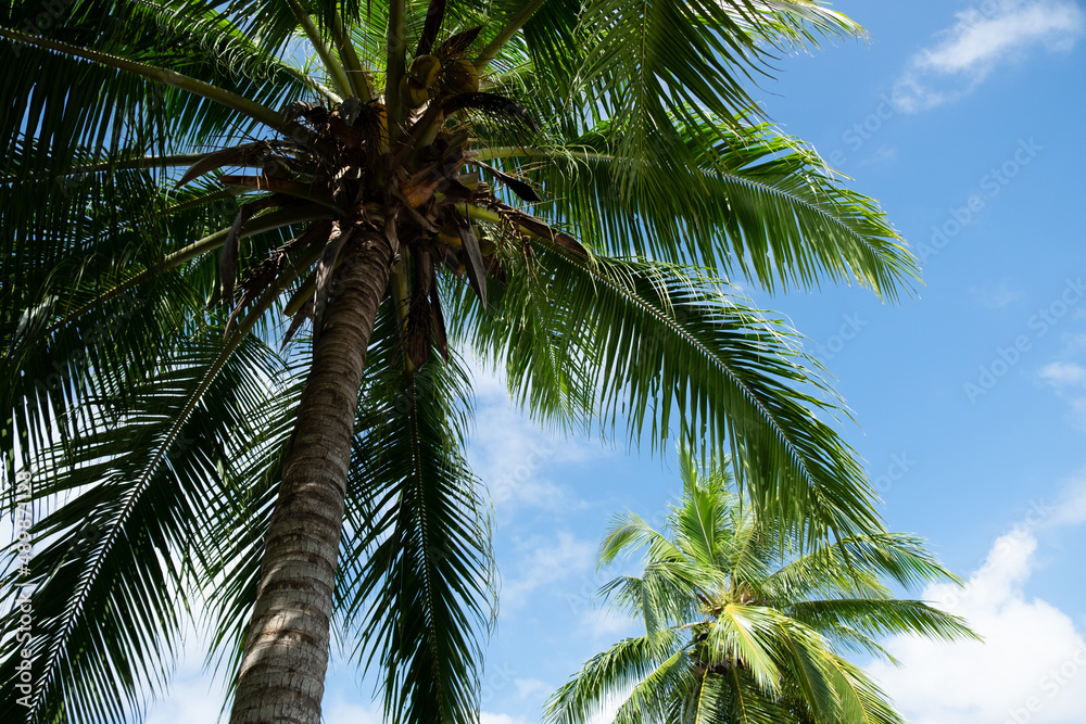 Coconut palm trees