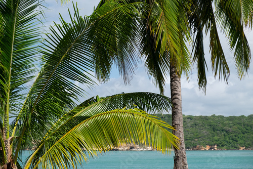 Palm trees on the beach