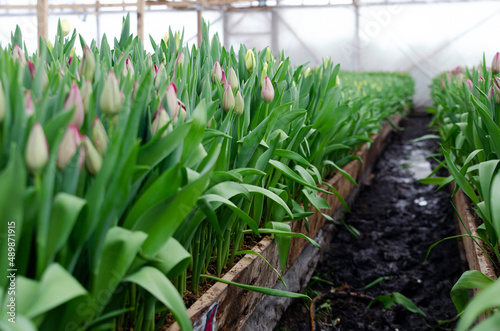 Forcing  cultivating tulips  in various ways for hydroponics and sustainable agriculture. Small farming as a business. Growing tulips in large volumes for sale in flower shops. Tulip Strong Love